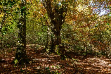 Leitariegos, Asturias, İspanya dağlarında sonbahar manzarası