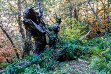 Leitariegos, Asturias, İspanya dağlarında sonbahar manzarası