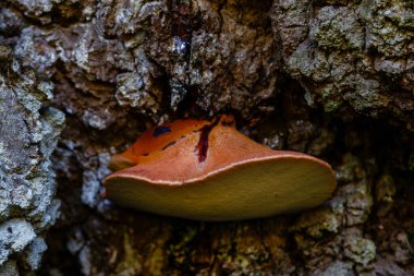 İspanya 'nın Asturias kentindeki Leitariegos vadisinin çayırlarında mantar.