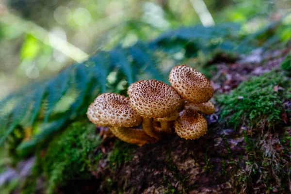 Mushroom Meadows Leitariegos Valley Asturias Spain — Stock Photo, Image