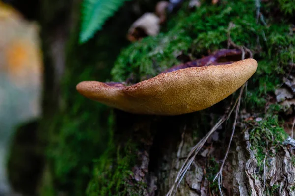 Mushroom Meadows Leitariegos Valley Asturias Spain — Stock Photo, Image