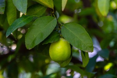 Yeşil bir ağaç üzerinde limonu. Kireç bir melez narenciye meyvedir