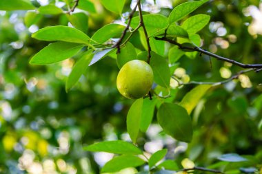 Yeşil bir ağaç üzerinde limonu. Kireç bir melez narenciye meyvedir