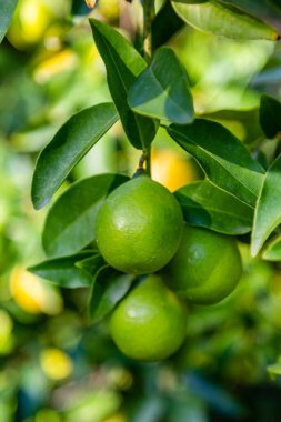 Limequat on the branch of the tree