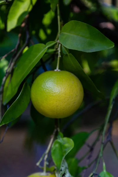 Fruta Toranja Galho Árvore — Fotografia de Stock