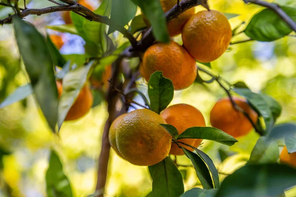 stock image Mandarin tree, Citrus reticulata, with tangerines on its branches on a sunny day.