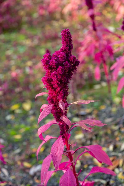 Rodgersia Aesculifolia Trädgård — Stockfoto