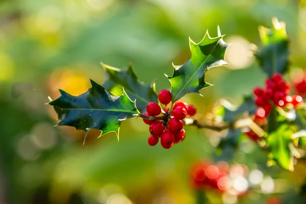 冬青植物及其红色果实 — 图库照片