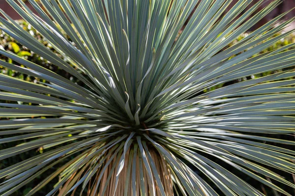 Yucca Rostrata Jardín — Foto de Stock