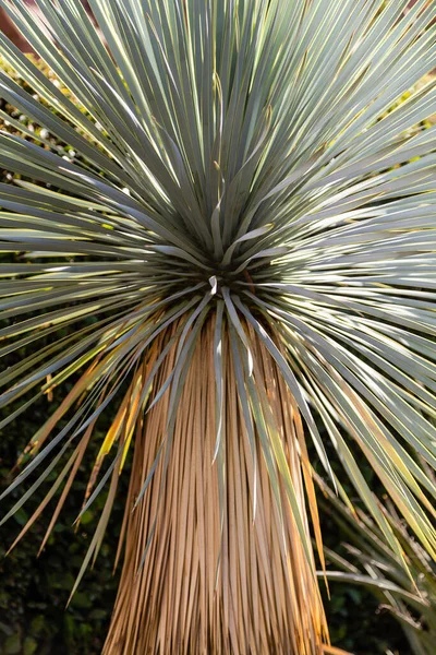 Yucca Rostrata Dans Jardin — Photo