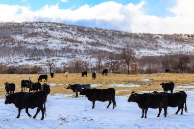 Madrid 'deki Sierra de Guadarrama dağlarında hafif karlı bir yol.
