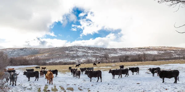 Madrid 'deki Sierra de Guadarrama dağlarında hafif karlı bir yol.