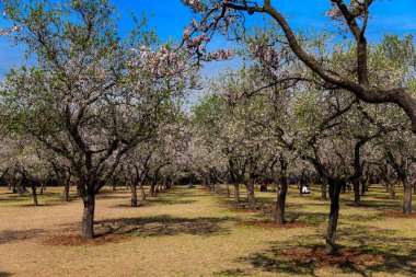 Public park called Quinta de los Molinos with the almond trees in bloom in Madrid, Spain