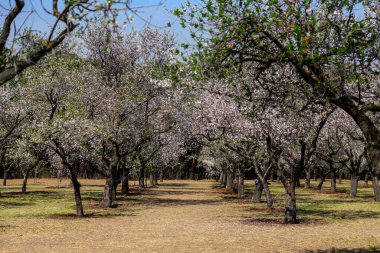 Public park called Quinta de los Molinos with the almond trees in bloom in Madrid, Spain