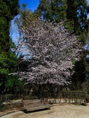Public park called Quinta de los Molinos with the almond trees in bloom in Madrid, Spain
