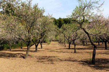 Public park called Quinta de los Molinos with the almond trees in bloom in Madrid, Spain