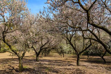 Public park called Quinta de los Molinos with the almond trees in bloom in Madrid, Spain