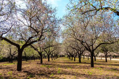 Public park called Quinta de los Molinos with the almond trees in bloom in Madrid, Spain
