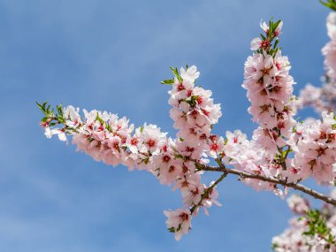 Public park called Quinta de los Molinos with the almond trees in bloom in Madrid, Spain