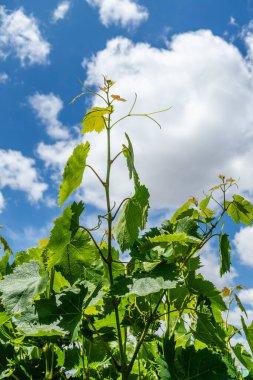 Asmanın dallarında yetişen üzüm demetleri