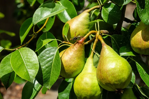 stock image Shooting of ripen pears hanging on the tree in summer day