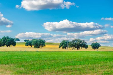 İspanya 'daki La Dehesa de Salamanca mısır gevreği tarlaları