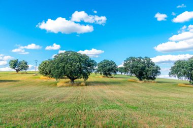 İspanya 'daki La Dehesa de Salamanca mısır gevreği tarlaları