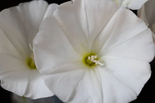 Bindweed Flower Black Background — Stock Photo, Image
