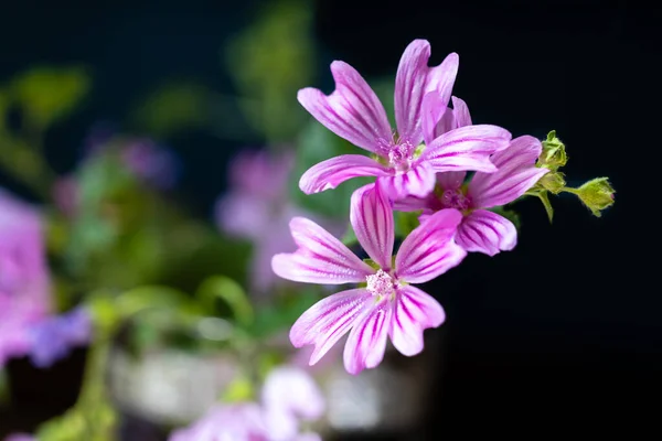 Close Purple Malva Flower Commonly Called Mallow Herbaceous Annual Biennial — Stock Photo, Image