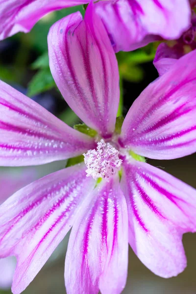Primer Plano Una Flor Malva Púrpura Comúnmente Llamada Malva Una — Foto de Stock