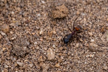 Siyah küçük karıncaların yakın çekimi kumlu zeminde çiçek topluyor.