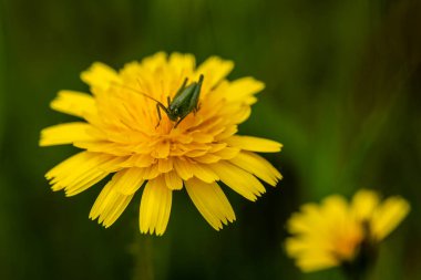 Böcekli karahindiba çiçeği nektar topluyor.