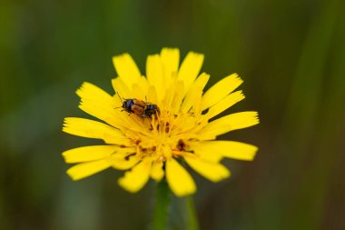 Böcekli karahindiba çiçeği nektar topluyor.