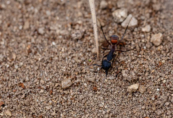 Nahaufnahme Schwarzer Kleiner Ameisen Die Der Natur Auf Sandigem Boden — Stockfoto