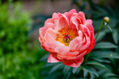 Mercan şakayıkları katalog ya da internet mağazası için güzel şakayık çiçekleri. Çiçek dükkanı konsepti. Taze kesilmiş güzel bir buket. Çiçek teslimatı.