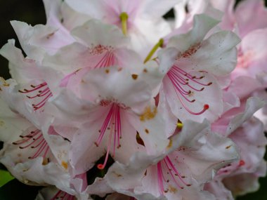 Rhododendron Trude Webster Madrid 'de bir bahçede yetiştirildi.