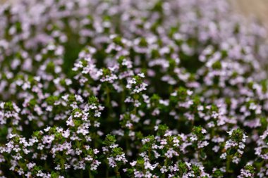 Kekik, kekik, aromaterapi ilaçlarında kullanılan aromatik bitki.