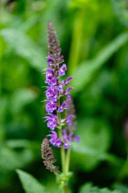 Salvia x sylvestris in a Herbaceous