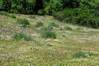 Madrid 'de taze çimleri olan güzel çayır..
