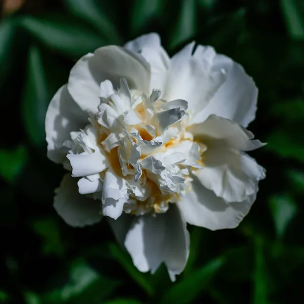 Paeonia Lactiflora White Cap Fiore — Foto Stock