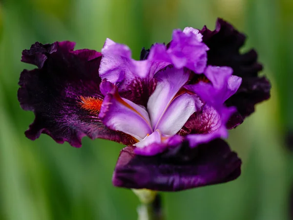 Iris Coloridos Jardín Jardín Perenne Jardinería Iris Barbudo Variedad Noche — Foto de Stock
