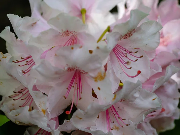 Rhododendron Trude Webster Cultivada Jardín Madrid —  Fotos de Stock