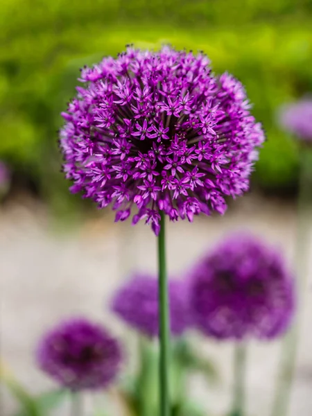 Цветущий Фиолетовый Декоративный Лук Allium Hollandicum Фиолетовое Ощущение Зеленом Фоне — стоковое фото