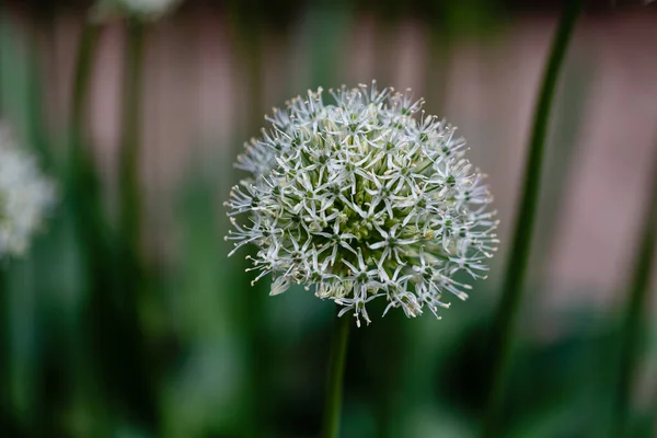 Blommande Lila Prydnads Lök Allium Hollandicum Lila Känsla Mot Den — Stockfoto