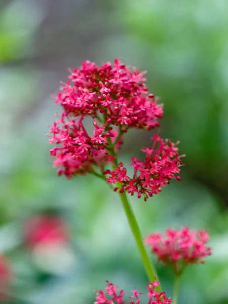 Közelkép Vörös Valerian Centranthus Ruber Atrococcineus Virágzás — Stock Fotó