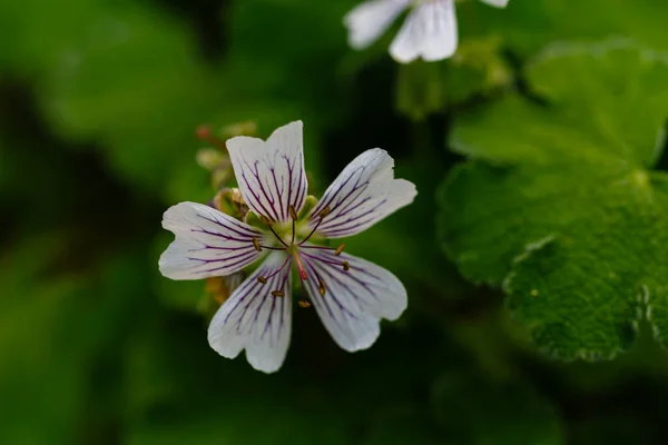 Blommor Geranium Renardii Blommande Örtartade Perenn Växt Bakgrund — Stockfoto