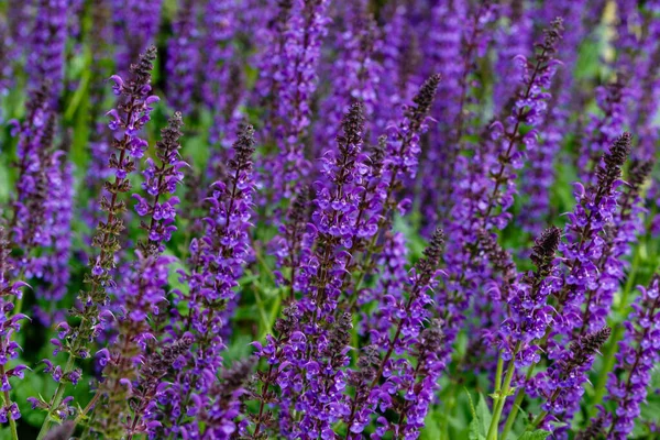 Yaz çiçekli orman adaçayı, Salvia x sylvestris Mainacht.