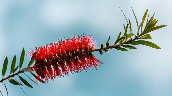 Callisten linearifolius Bir bahçede ekilmiş