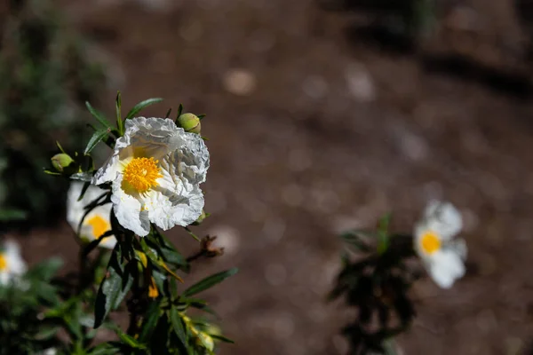 Białe Dzikie Salvia Cistus Kwiaty Bliska Zielonym Niewyraźnym Tle — Zdjęcie stockowe