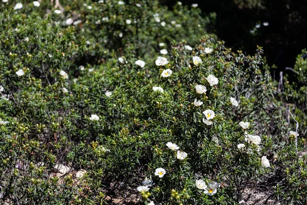 Flores Blancas Salvia Cistus Silvestres Cierran Sobre Fondo Verde Borroso — Foto de Stock